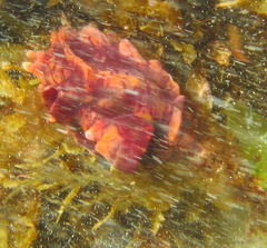 Pyura