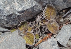 Brachyglottis bellidioides