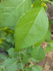 Celastrus orbiculatus