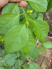 Celastrus orbiculatus