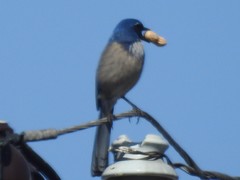 Aphelocoma californica