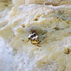 Mischocyttarus basimacula