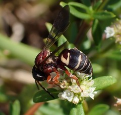 Triepeolus rufithorax