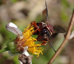 Triepeolus rufithorax