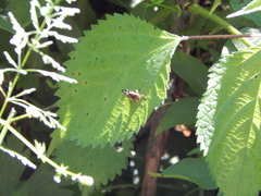 Melanoplus viridipes