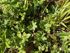 Alchemilla glaucescens