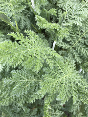 Tanacetum bipinnatum