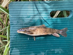 Pantosteus platyrhynchus