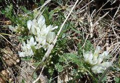 Astragalus angustifolius