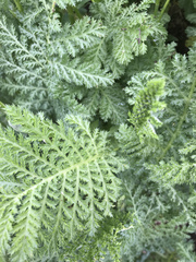 Tanacetum bipinnatum