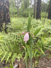 Cleistesiopsis divaricata