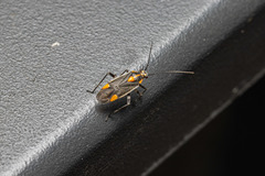 Capsodes flavomarginatus