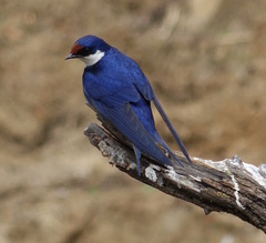 White-Throated Swallow photo 2