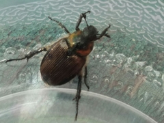 Strigoderma arbicola