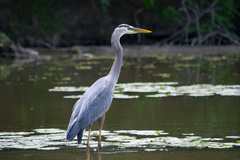 Ardea herodias