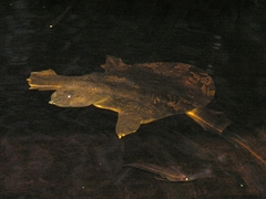 Malayan Soft-Shelled Turtle photo 3