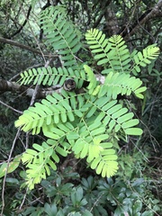 Phyllanthus emblica