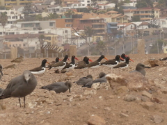 Haematopus palliatus