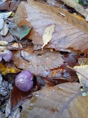 Cortinarius magellanicus