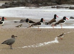 Haematopus palliatus
