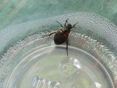 Strigoderma arbicola