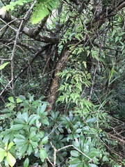 Phyllanthus emblica