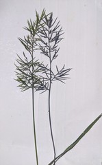 Catapodium rigidum majus