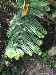 Phyllanthus emblica