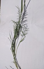 Catapodium rigidum majus