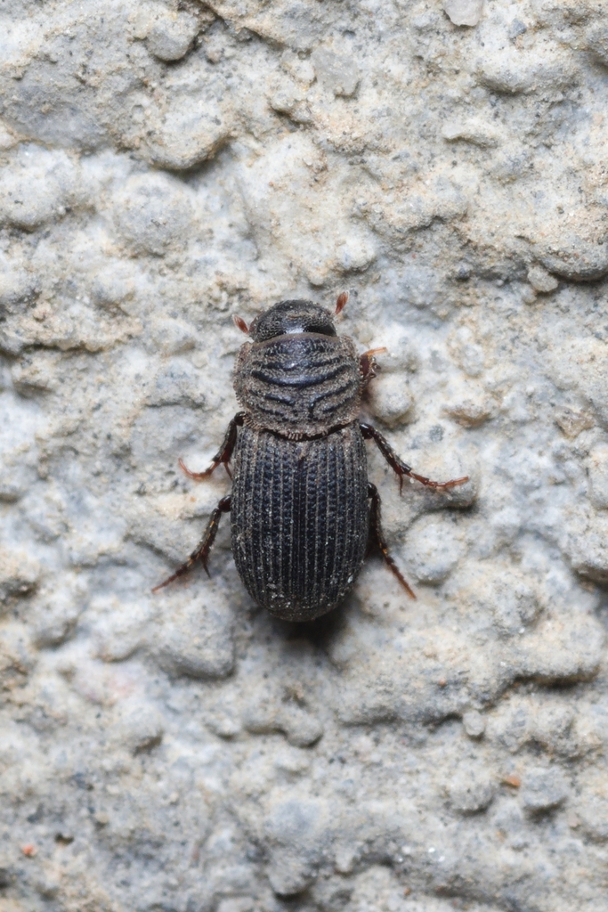 Germany small dung beetle
