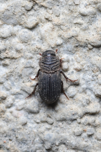 Germany small dung beetle