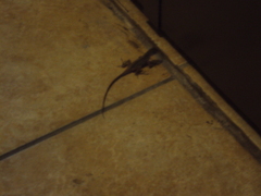 Anolis cristatellus cristatellus