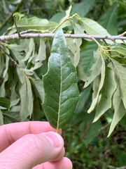 Quercus × leana