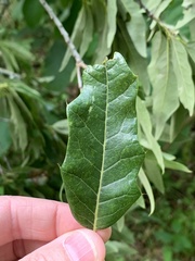 Quercus × leana