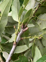 Quercus × leana
