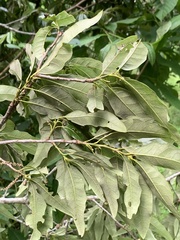 Quercus × leana