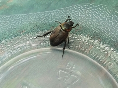 Strigoderma arbicola