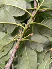 Quercus × leana