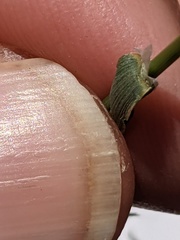 Catapodium rigidum majus