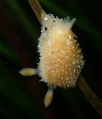 Thordisa bimaculata