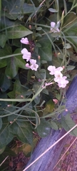 Convolvulus arvensis