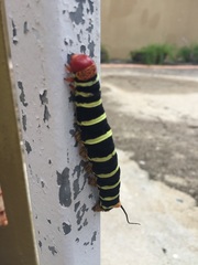 Pseudosphinx tetrio