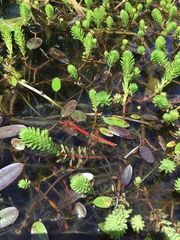 Sympetrum illotum
