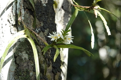 Maxillaria ochroleuca