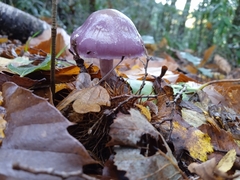 Cortinarius magellanicus