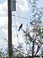 Toxostoma curvirostre