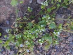 Cochlearia danica