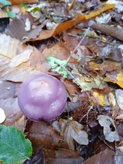 Cortinarius magellanicus
