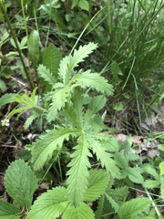 Potentilla intermedia