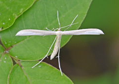 Hellinsia homodactylus